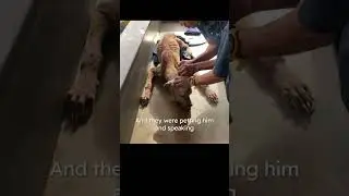 This Starving Dog Growled in Fear&hellip; Until He Felt Love 💔✨#shorts #dogrescue #dog #wildliferescue