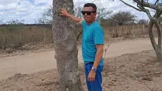 Flora da caatinga, barriguda