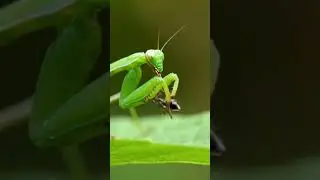 Click to see the full video.Extreme Macro Insect Walk, Eat, Fly | Nature&rsquo;s Tiny Sounds ASMR #iasmr