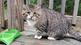 It Took Me 2 Months to Get This Cat Who Ran From Every Human to Feel at Home