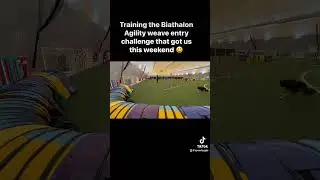 Dog Agility: Biathlon Weavepole with Tunnel Discrimination