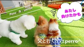 【父と行くカフェperro】ぽんず&レモンが家族になって１５６日目【ポメラニアン/Pomeranian】