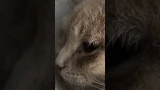 Closeups of my kitties! #cats #closeupview #rescuecats