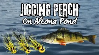 Jigging For Perch On Alcona Pond