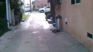 SUPER CAT FIGHT
