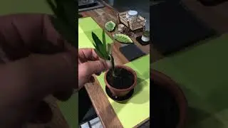 Зелёное летнее черенкование - Олеандр #сад #plants #дача #garden #цветы #садиогород #растения