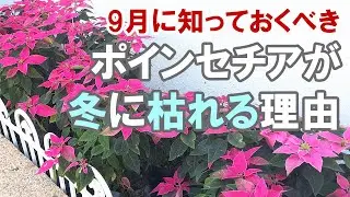 【9月に知っておいてよかった！】ポインセチアが枯れてしまう3つの理由