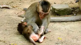Oops What's Dax Doing Little Baby Monkey! Rex and Dax Playing Together!