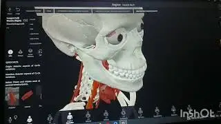 Muscles of head neck region. 3d animation anatomy. 