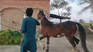 Percheron Tsigan checks the mare to see if she will still stand?
