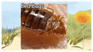 Official Pest Control Sanger CA 93657 559-248-1155 Termite Treatment Sanger