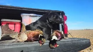 2 Days of Late season Pheasant Hunting! Public and Private land Roosters!