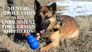 Mental Stimulation for German Shepherds