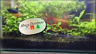 BettaBites' Festive Greetings: Merry Christmas! 🐠🎄 | BettaBites #bettafish #aquarium #aquascape