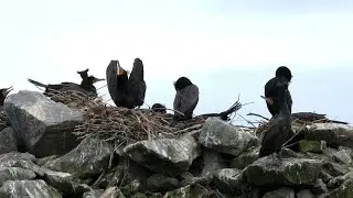 Double-crested Cormorants courtship moves.