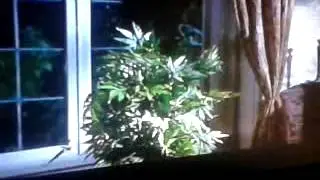 Be a good little cron plant