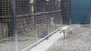 Rescued by Nowzad - Nesha