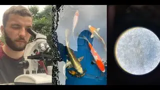 Koi Pond Update - Parasites, New Fish, Underwater