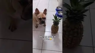 Grumpy dog 🐶😅🍍 #frenchbulldog #frenchie #grumpydog #talkingdog