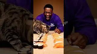 Cat eating sushi 🍣#eating #challenges #funny