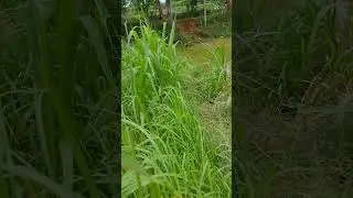 berjalan direrumputan hijau