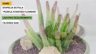 Stapelia scitula &ldquo;Purple Starfish flowers&rdquo;