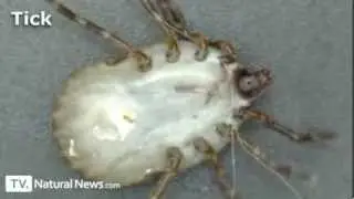 Insects Under The Microscope HD