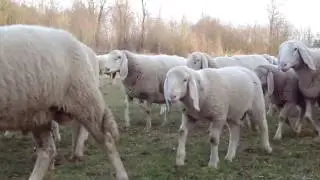 LA PITINA   e la sua produzione