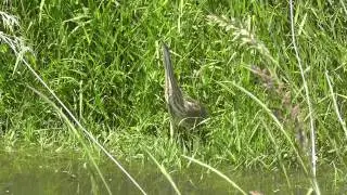 American Bittern (Botaurus lentiginosus)