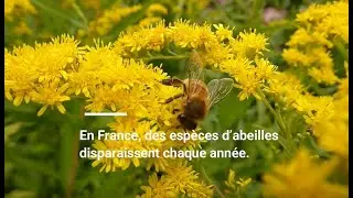CONNAISSEZ-VOUS LES ABEILLES ? 🐝 - BEE OK
