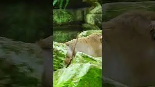 So pity baby #draya goes with mommy #daisy  #monkey #shortvideo #monkeys #monkeyvideo  #monkeyvideo