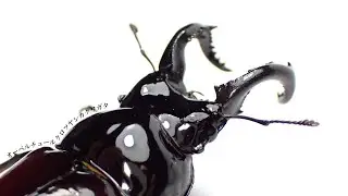 【15ヶ月放置】オーベルチュールクロツヤシカクワガタの成虫掘り出し結果【クワガタ飼育】