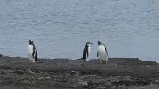 Penguin Poop!