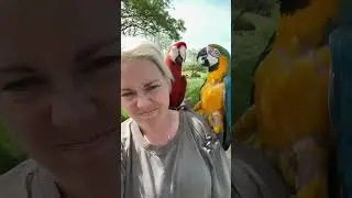 I take my dog for a walk with my free flying macaws in the UK #parrots #macaw #dog