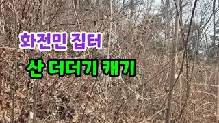 화전민 집터 산 더덕 캐기🤣