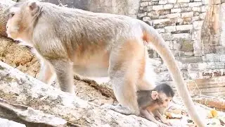 Violet has a strange baby - Vienna is very young baby but if we look a long time you will know how