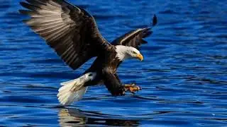 Epic Bald Eagle Dive: Insane Fish Hunt in Slow Motion! 🦅🐟#Wildlife #BaldEagle #Nature#viral #shorts 