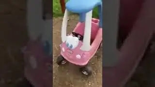 Chicken inspection
