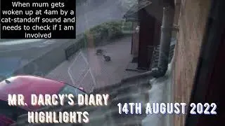 Mr. Darcy's Diary Highlights - Neighbour-cat standoff drama