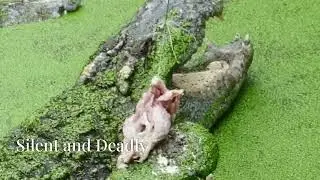 Crocodile Feeding Frenzy in the Wild!