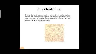 What is Brucella Abortus