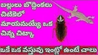 A good tip to get rid of lizards and cockroaches in a pinch || telugu tips || lizard cockroach going