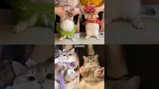 Cats doing this new Egypt trend 😂🎀 #hridis_aesthetic #cat #shorts