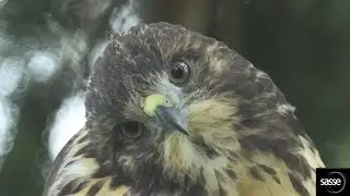Hawk raised by Eagles - Documentary release - quick update