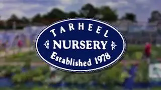 Nursery in Angier NC, Tarheel Nursery!