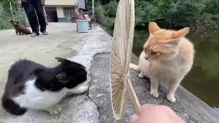Cat Bloopers: Try Not To Laugh 🐱🚫😂#bloopers #fails ##funnyanimals
