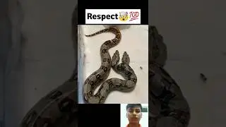 Rare Two Head Anaconda🤯🔥🤯|#shorts#respect