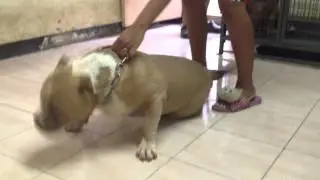 IT'S REAL EXTREME BULLY...MIKELAND'S TOMMY OF TNT-KENNEL