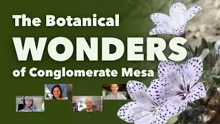The Botanical Wonders of Conglomerate Mesa