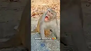 Bhai Upar Chadh Gaya Aur Sabko Hasaa Diya! 😂 | Desi Funny Baby Short #baby #funny